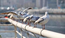 天津海鸥爆料事件视频,视频揭露惊人内幕